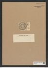 Aulacodiscus affinis Grun. (de-Toni-Nr.: Genus 182, Species 4532) Zeichnungen Sammlung Grunow Nr. 8129 (NHMW-BOT-W0377480)